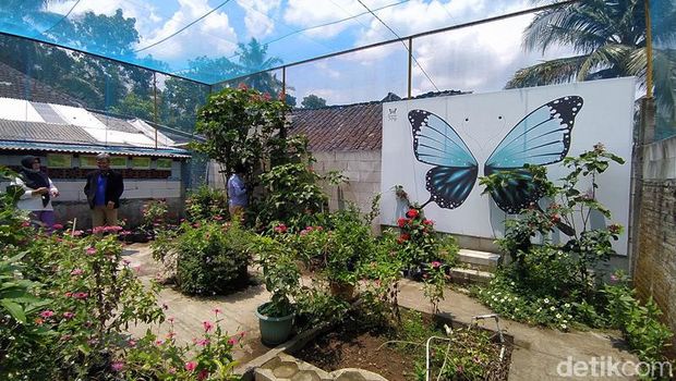 Penangkaran kupu-kupu di Borobudur, Magelang. Borobudur Butterfly Edu jadi lokasi wisata dan sarana edukasi.