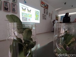 Keren! Pasutri di Magelang Ini Sukses Tangkarkan Kupu-kupu