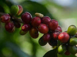 Mimpi RI Kuasai Bisnis Kopi Dunia