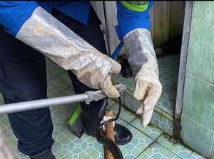 Damkar Trenggalek Evakuasi Ular Kobra dari dalam Sumur