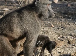 Kisah Sedih Bayi Afrika, Tewas Diculik Kawanan Monyet dari Dekapan Ibu