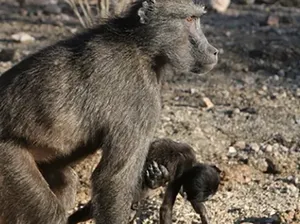 Kisah Sedih Bayi Afrika, Tewas Diculik Kawanan Monyet dari Dekapan Ibu Kisah Sedih Bayi Afrika, Tewas Diculik Kawanan Monyet dari Dekapan Ibu