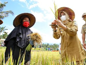 Banyuwangi Gelar Festival Padi untuk Lahan Pertanian Pangan Berkelanjutan