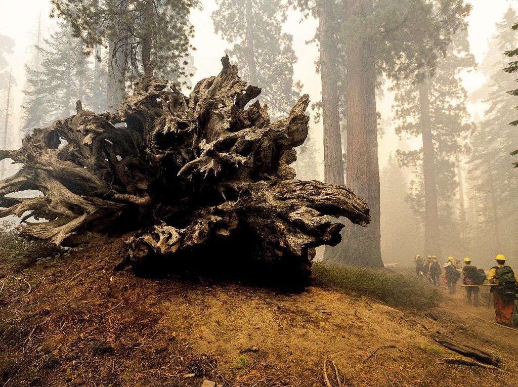 Pohon Raksasa di California Terancam Punah oleh Kebakaran Hutan