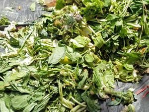 Pemprov DKI Dorong Warga Jakarta Olah Sampah Organik Jadi Eco Enzyme