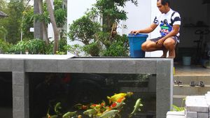 Nggak Biasa, Pagar Rumah Ini Berbentuk Kolam Ikan Koi
