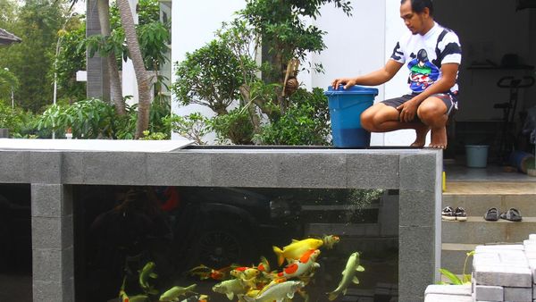 Nggak Biasa, Pagar Rumah Ini Berbentuk Kolam Ikan Koi