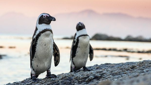 African penguins on the stone in evening twilight. African penguin ( Spheniscus demersus) also known as the jackass penguin and black-footed penguin. Boulders colony. South Africa