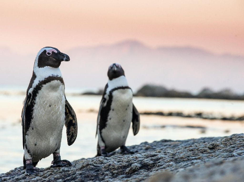 Duh! Puluhan Penguin Tewas Diduga Disengat Lebah
