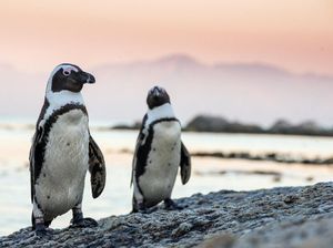 Duh! Puluhan Penguin Tewas Diduga Disengat Lebah Duh! Puluhan Penguin Tewas Diduga Disengat Lebah
