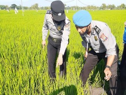 Petani di Ngawi Tewas Tersetrum Jebakan Tikus Listrik