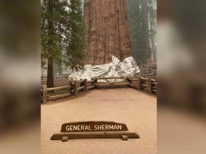 Cegah Kebakaran, Pohon Terbesar di Dunia Dibungkus Aluminium Foil