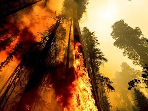 Kebakaran Hutan di California Sempat Membakar Pohon Raksasa Sequoia
