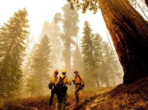 Upaya Melindungi Pohon Jenderal Sherman di Taman Nasional California Upaya Melindungi Pohon Jenderal Sherman di Taman Nasional California
