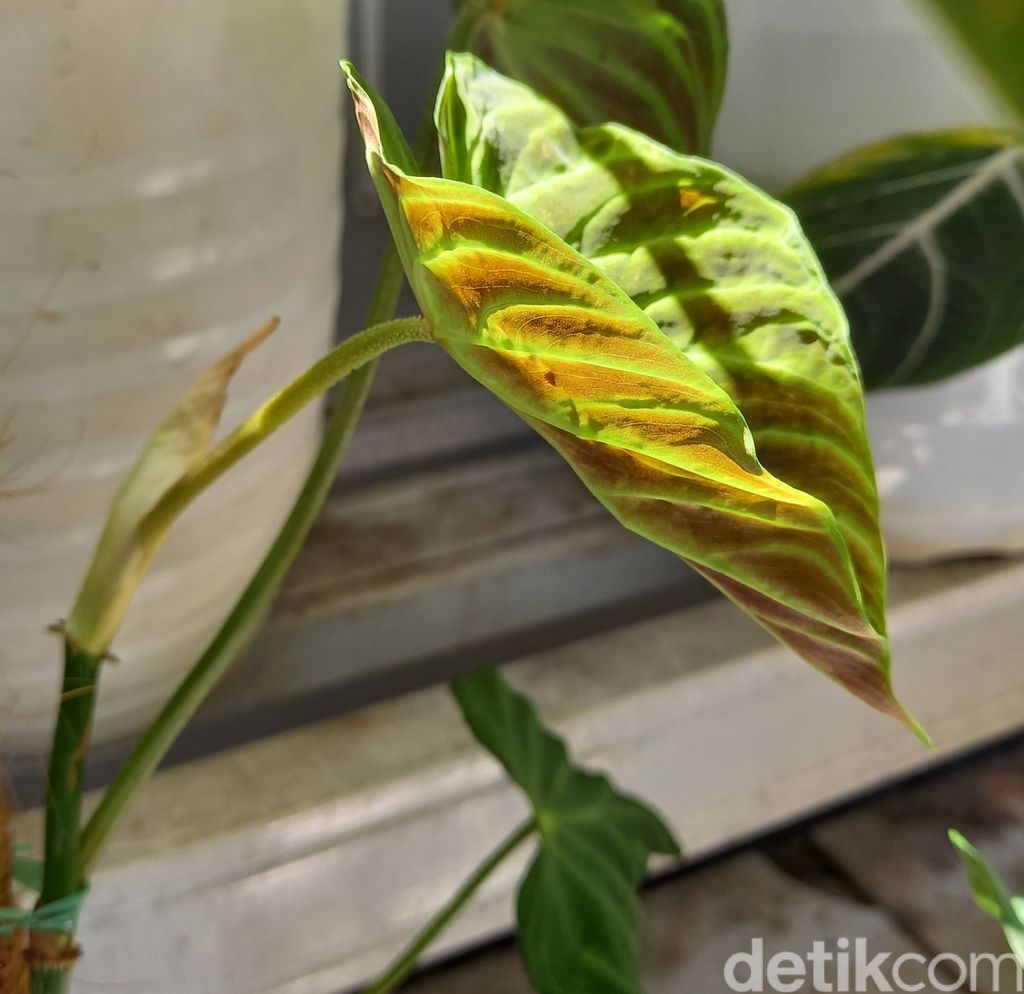 tanaman hias begitu rimbun di kopi febi Jagakarsa, kedai mungil outdoor yang menggambungkan konsep kontainer dikelilingi tanaman hias bak kebun.