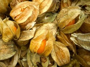 Benarkah Buah Ciplukan Baik Dimakan untuk Kesehatan Tubuh? Begini Penjelasannya Benarkah Buah Ciplukan Baik Dimakan untuk Kesehatan Tubuh? Begini Penjelasannya