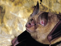 COVID-19: Laos Lockdown, Filipina Buka Sekolah, Kamboja Pelajari Kelelawar