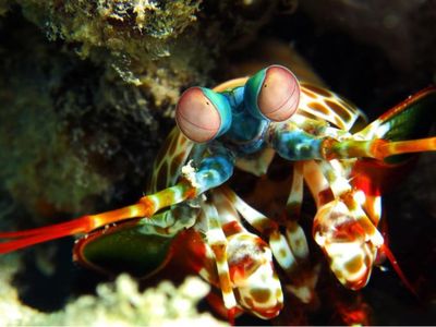 Deretan Hewan Berwajah Aneh Bak Alien