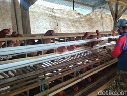 Harga Telur di Majalengka Anjlok, Peternak Terpaksa Nombok