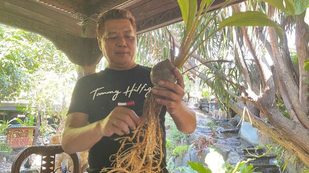 Ikhwan Ubaidilah, pengusaha warga Semarang yang menekuni pembuatan bonsai kelapa