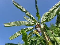 Apdesi Tator Soroti Pj Gubernur Sulsel Minta Dana Desa untuk Budidaya Pisang