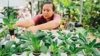 Kiat Produktif di Masa Pandemi dengan Bertani Hidroponik