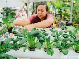 Kiat Produktif di Masa Pandemi dengan Bertani Hidroponik