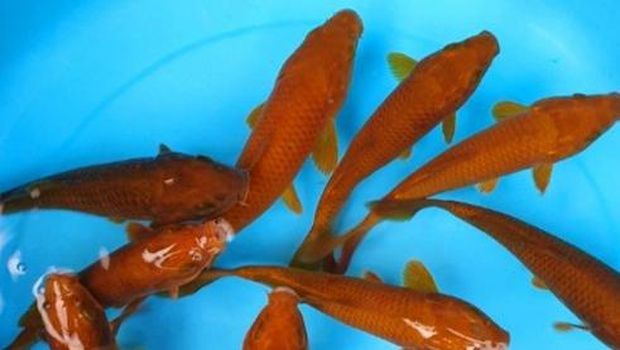 Koi Chagoi (Tangkapan Layar via Tokopedia/ tamafish12)