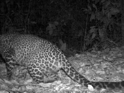 Macan Tutul Terekam di Gunung Sanggabuana