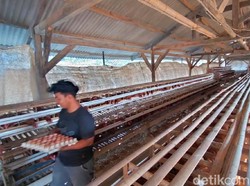 Keren! Mahasiswa di Majalengka Biayai Kuliah dari Beternak Ayam