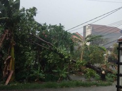 Pohon Tumbang di Jl Siliwangi Depok, Lalu Lintas Macet Total