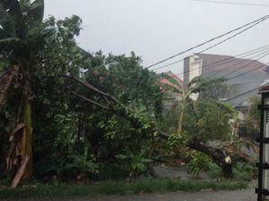 Pohon Tumbang di Jl Siliwangi Depok, Lalu Lintas Macet Total Pohon Tumbang di Jl Siliwangi Depok, Lalu Lintas Macet Total