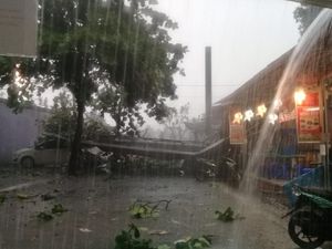 Pohon Tumbang Timpa Kabel Listrik di Depok, Lampu Mati Pohon Tumbang Timpa Kabel Listrik di Depok, Lampu Mati