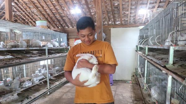 Anak SMP Sukses Hasilkan Jutaan Rupiah, Ternak Kelinci saat Sekolah Daring