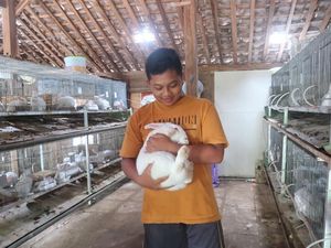 Anak SMP Sukses Hasilkan Jutaan Rupiah, Ternak Kelinci saat Sekolah Daring Anak SMP Sukses Hasilkan Jutaan Rupiah, Ternak Kelinci saat Sekolah Daring