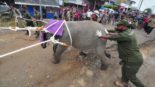 Tiki Taka Translokasi Gajah Sumatera