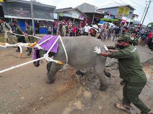 Tiki Taka Translokasi Gajah Sumatera Tiki Taka Translokasi Gajah Sumatera