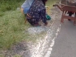 Buat Terharu, Viral Kakek Petani Punguti Beras di Jalanan Sulbar