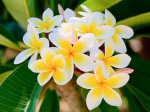 Apa Itu Simbiosis Alelopati? Begini Efek, Peran dan Contohnya