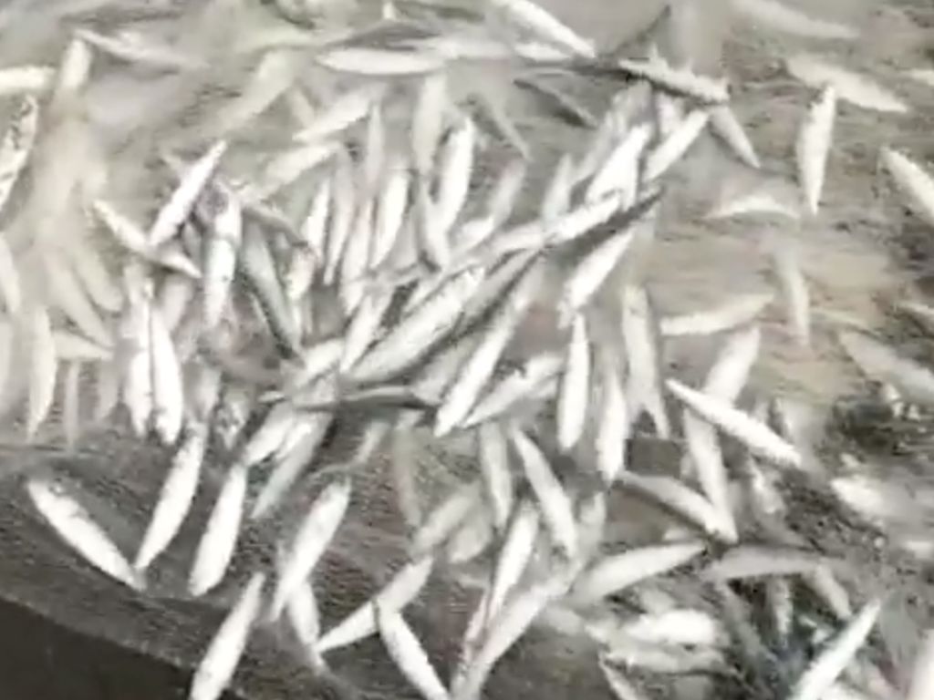 Geger Fenomena Ikan Teri Berlompatan di Pantai Selatan Yogya