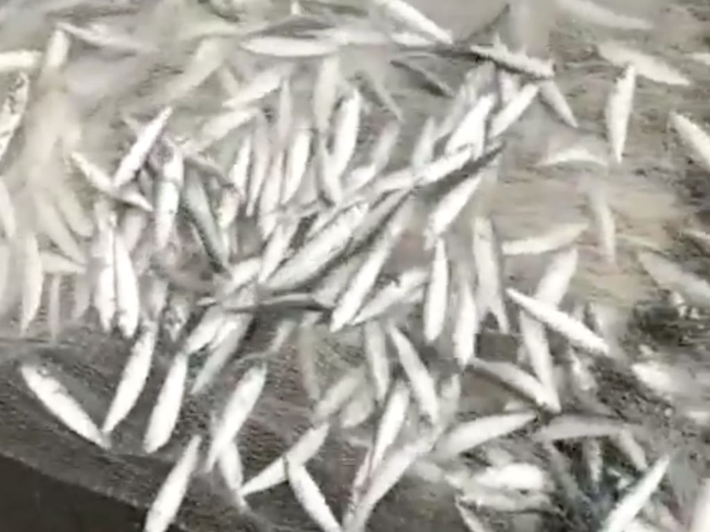 Geger Fenomena Ikan Teri Berlompatan di Pantai Selatan Yogya Geger Fenomena Ikan Teri Berlompatan di Pantai Selatan Yogya