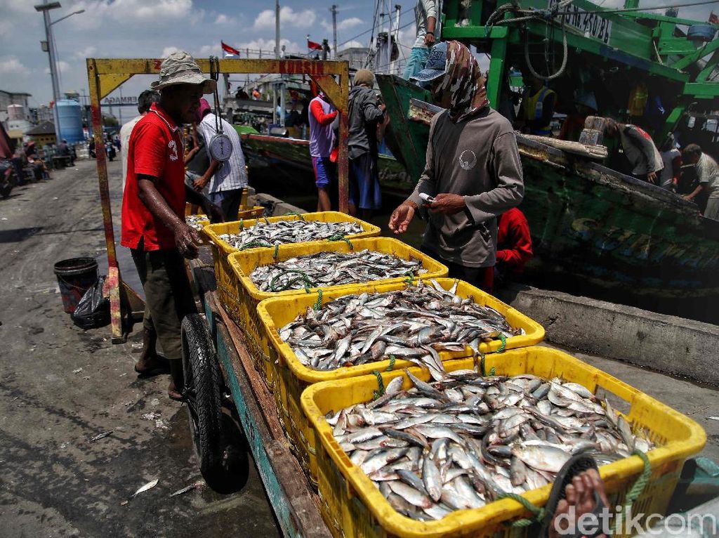 KKP Buka Suara soal Aturan yang Bikin Harga Ikan Naik hingga 400%