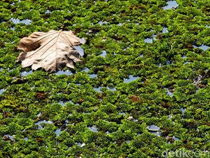 Simbiosis Amensalisme: Pengertian dan Contohnya