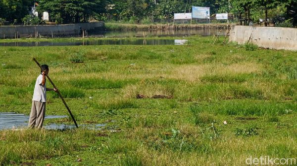 Penampakan Situ Tujuh Muara Depok yang Tertutup Gulma