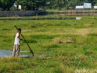 Penampakan Situ Tujuh Muara Depok yang Tertutup Gulma