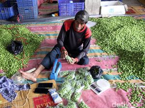 Wow! Petai Indonesia Tembus Pasar Malaysia