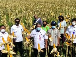 Produksi Jagung 170 Ribu Ton, Grobogan Siap Pasok ke Peternak