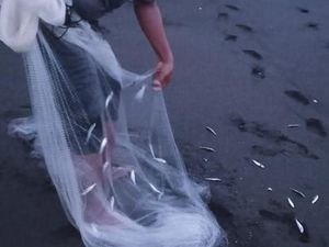 4 Fakta dari Fenomena Jutaan Ikan Berlompatan ke Daratan di Pantai Yogya 4 Fakta dari Fenomena Jutaan Ikan Berlompatan ke Daratan di Pantai Yogya