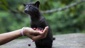 Kopi Luwak Masuk Daftar 6 Kopi Terlangka di Dunia, Ada Apa Saja?