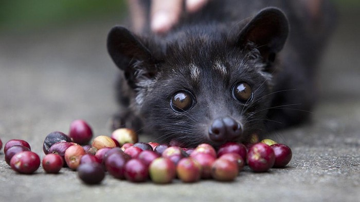 Rahasia Aroma Pandan di Balik Kopi Luwak yang Bikin Penasaran!